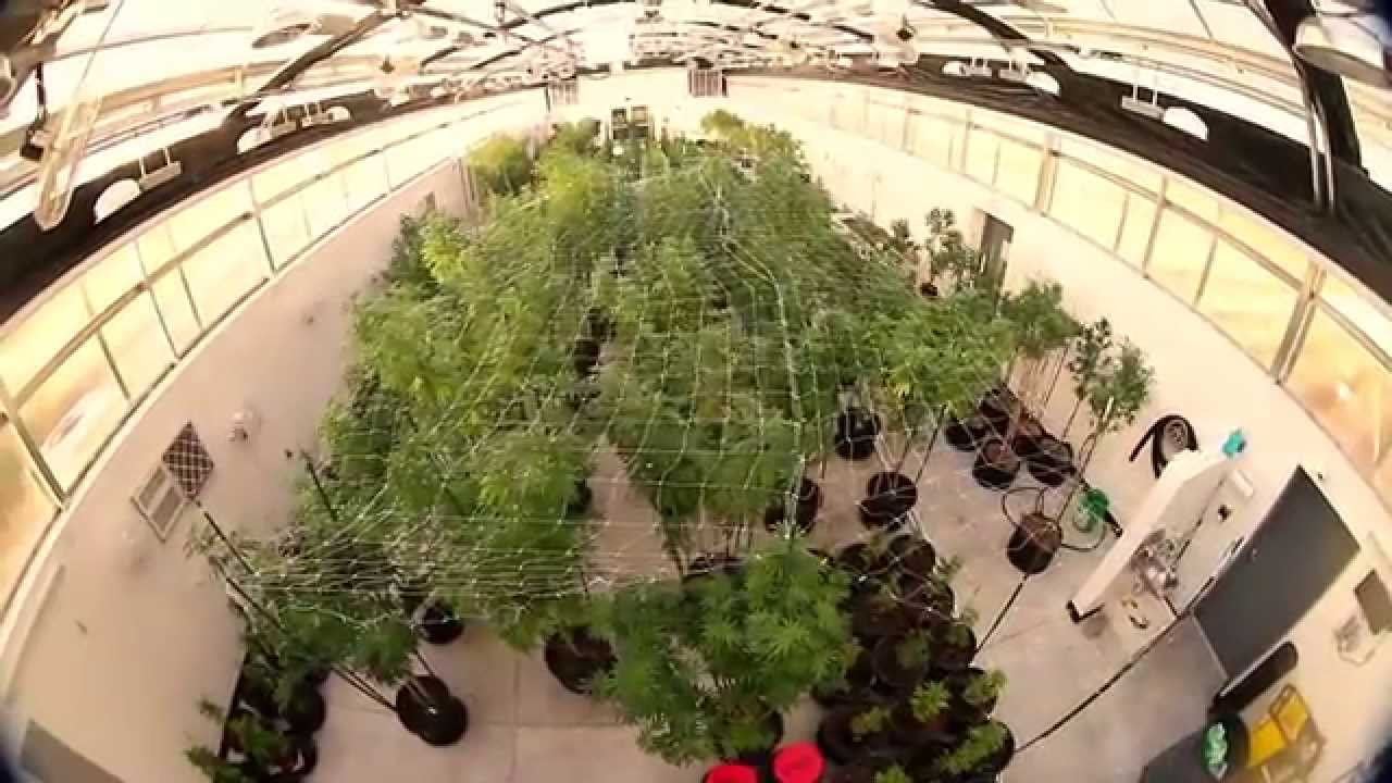 A Soil to Oil Greenhouse by Best Concentrates of Arizona (Monster Weed Plants!!!!!)