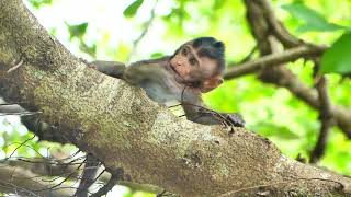 Cute Baby Monkey Try To Play On Tree Alone,