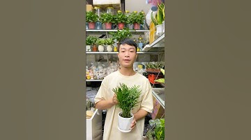 Cách chăm sóc cây cau tiểu Trâm