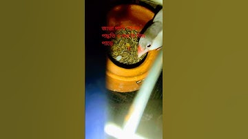 জাভা পাখি পালন পদ্ধতি ও🥚পাড়ার লক্ষন কয় টা ডিম পাড়ে #shortsvideo #viralvideo #youtubeshorts #@KEKA