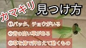 昆虫の描き方 カマキリを描く How To Draw Insects Youtube 昆虫の描き方 カマキリを描く How To Draw Insects Youtube