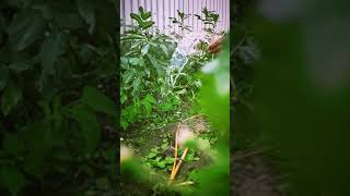 How To Edit Slow Motion Video From Inshot Video Editor App. Sample Tutorial Only.