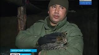 Животных из землянки под Ангарском, где жила семья с двухлетней девочкой, забрали в питомник Животных из землянки под Ангарском, где жила семья с двухлетней девочкой, забрали в питомник