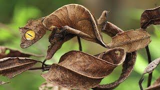 10 Most INSANE Camouflage In The World!