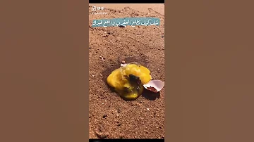 طريقه اخراج العقرب 