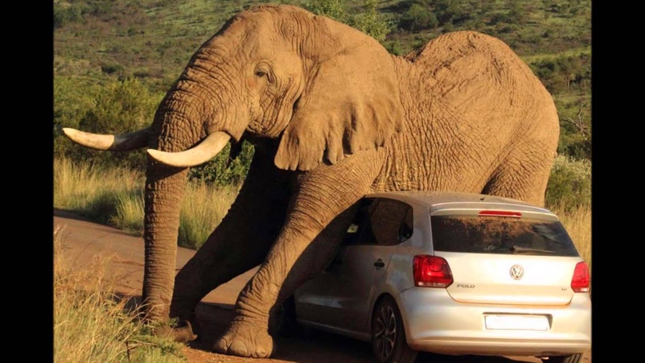 Elephant scratches itch on top of car terrifying passengers - YouTube