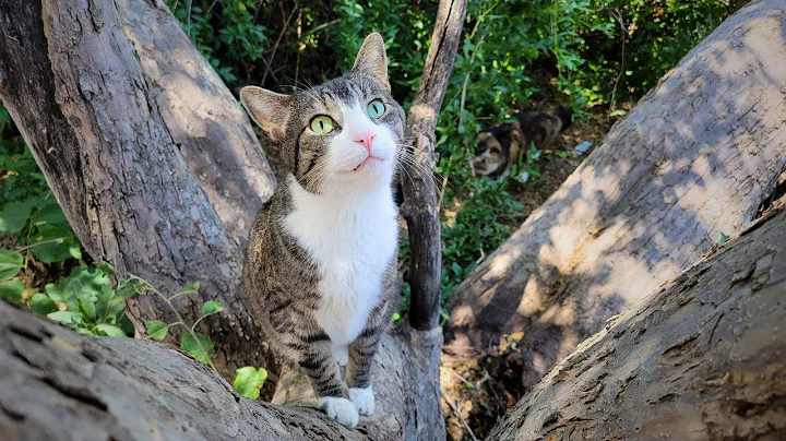 How I Knew It Was Time to Let My Cat Go