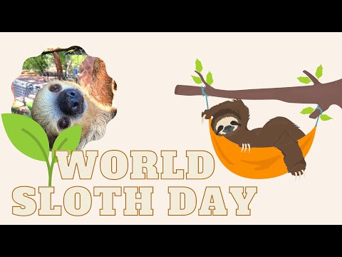 Video: Kada yra pasaulinė tinginių diena?