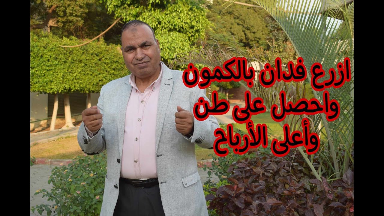 كيف تحصل على أعلى إنتاجية من زراعة فدان الكمون؟