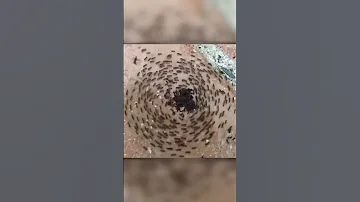 Муравьиный хоровод на выбывание.