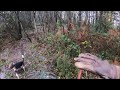 Chasse aux sangliers !! La vidéo à ne pas louper frissons garanti !!!!