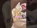 子猫に「足短いね」と言ったら、意味が通じて拗ねちゃいました…www
