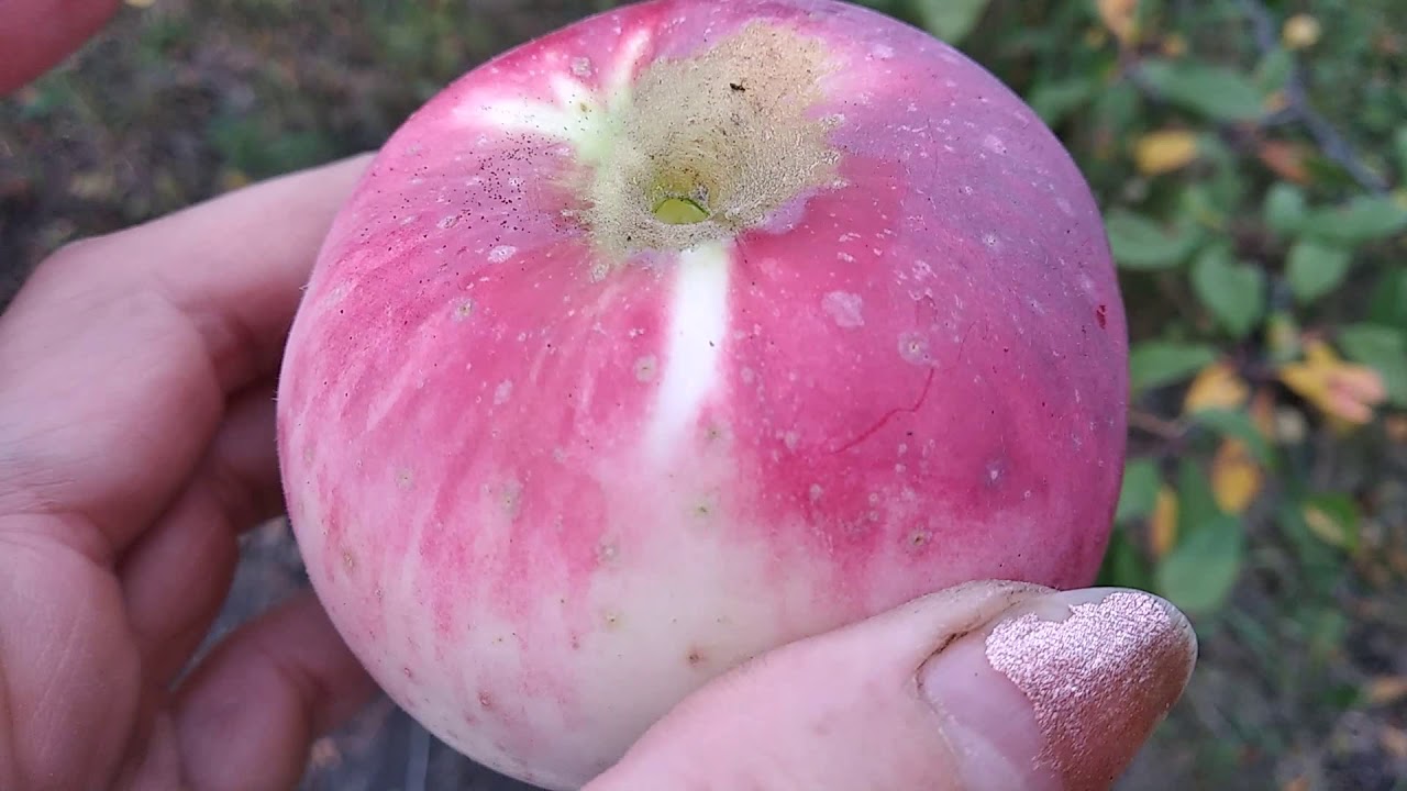 Какое яблоко в земле растет. Опаловые яблоки. Яблоневый сад с яблоками. Фото яблони с яблоками в саду. 1/8 Часть земли на яблоке.