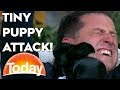 Tiny puppy attacks Karl | TODAY Show Australia