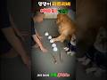 충격적인 개 마법의 초능력 게임~