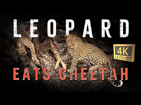 Leopard kills and eats cheetah in Ndutu Tanzania