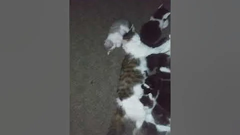 R.I.P. Patches last story... You gave us 9 kittens...