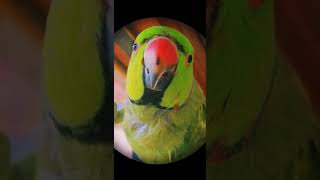 Indian ringneck parrot(gypsy)||#shorts