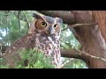 Great Horned Owl How Many Licks Does It Take To Get To The Center Of A Tootsie Roll Pop Episode 64