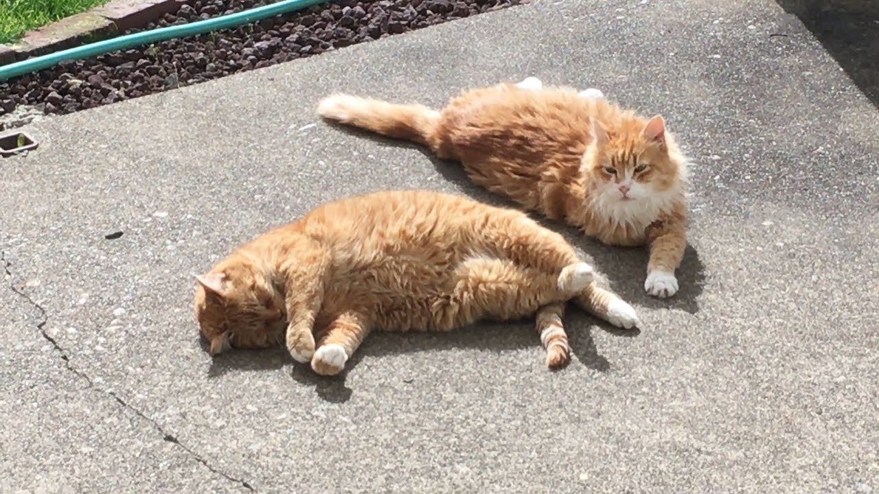 cat condo 2 mod apk M3FC 0576 Skittie Kitty and Squinty taking a cat nap in the sun, spring is in the air!