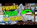 Как привить ГРУШУ на красную РЯБИНУ