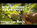 How To Prune Sugar Apple Tree To Get More Flowers & Bigger Fruit