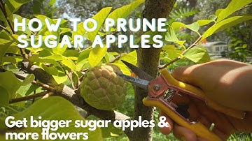 How To Prune Sugar Apple Tree To Get More Flowers & Bigger Fruit