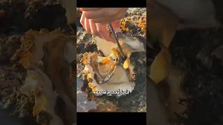 3 โล 100 ระวัง! 3 หอยที่อาจสะสมพิษช่วงนี้