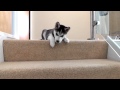 Husky Puppy Trying To Walk Down Stairs