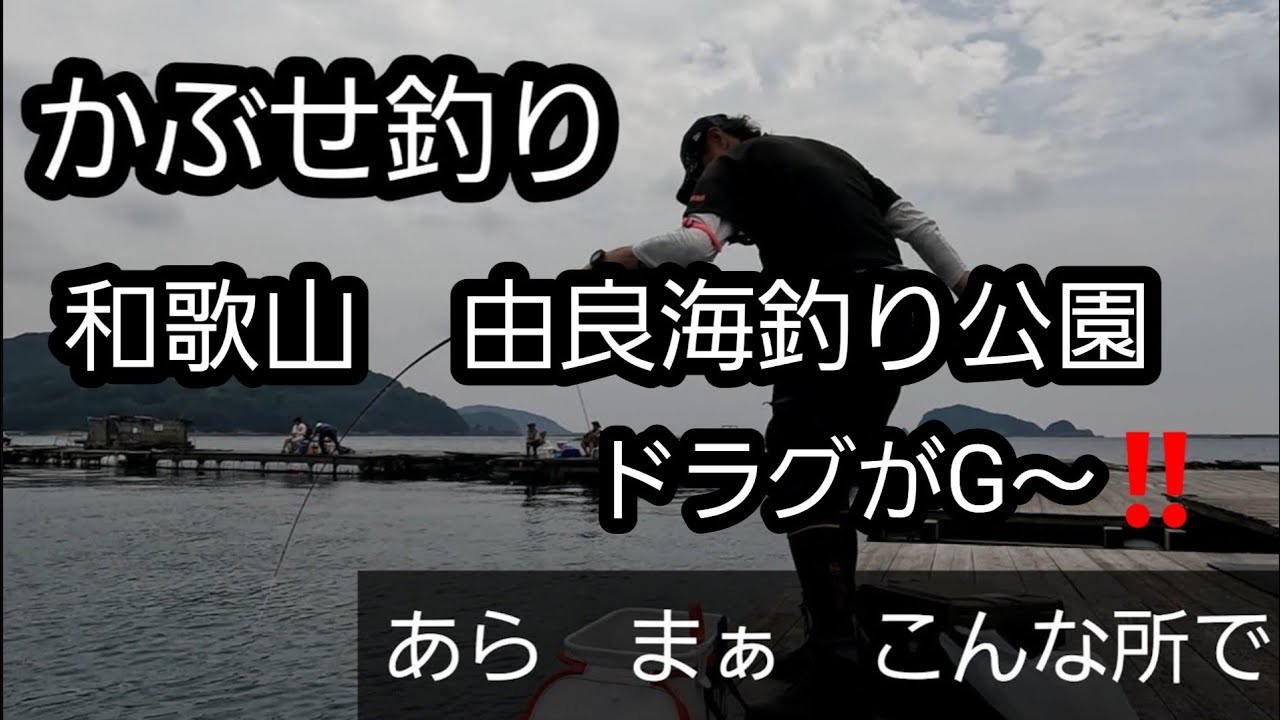 かぶせ釣り　由良海釣り公園　 stone sea ​​breamでドラグがジーーー言うたでぇ🎵　ここに愛はあるんかえ～【シーズン2 イシダイ65への道Ver5】