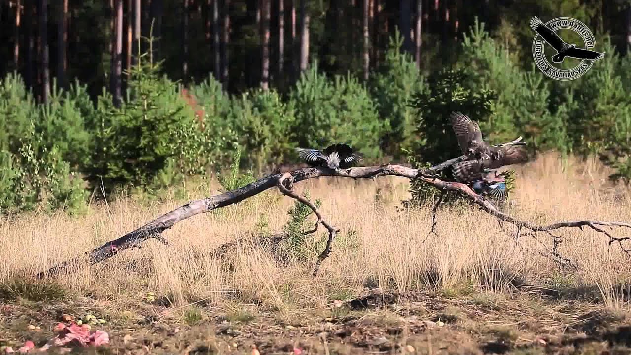 Paukštvanagis (Accipiter nisus) Eurasian Sparrowhawk 