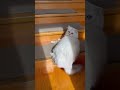 背中がかゆいのか、ミヌエットが暴れながら階段を降りてきた！ # #funnycat #猫おもしろ #面白動画