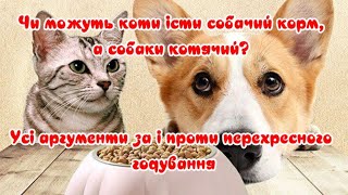 Can cats eat dog food and dogs cat food? All the arguments for and against cross-feeding by Жива Планета 255 views 2 months ago 4 minutes, 10 seconds