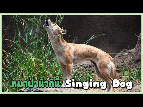 วีดีโอ: สุนัขพันธุ์เป็ดโนวาสโกเทีย