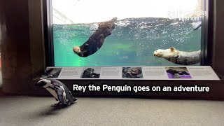 Rey The Penguin Goes On An Adventure!