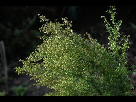 Videó: Ehető az Artemisia tridentata?