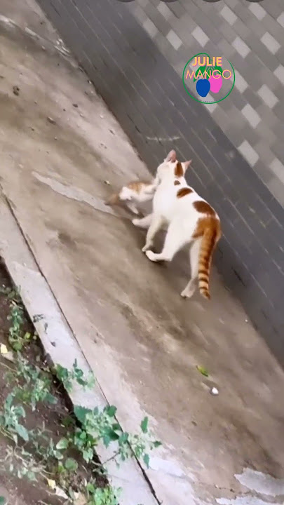 When your Jamaican mothers seh “kung gwope”!