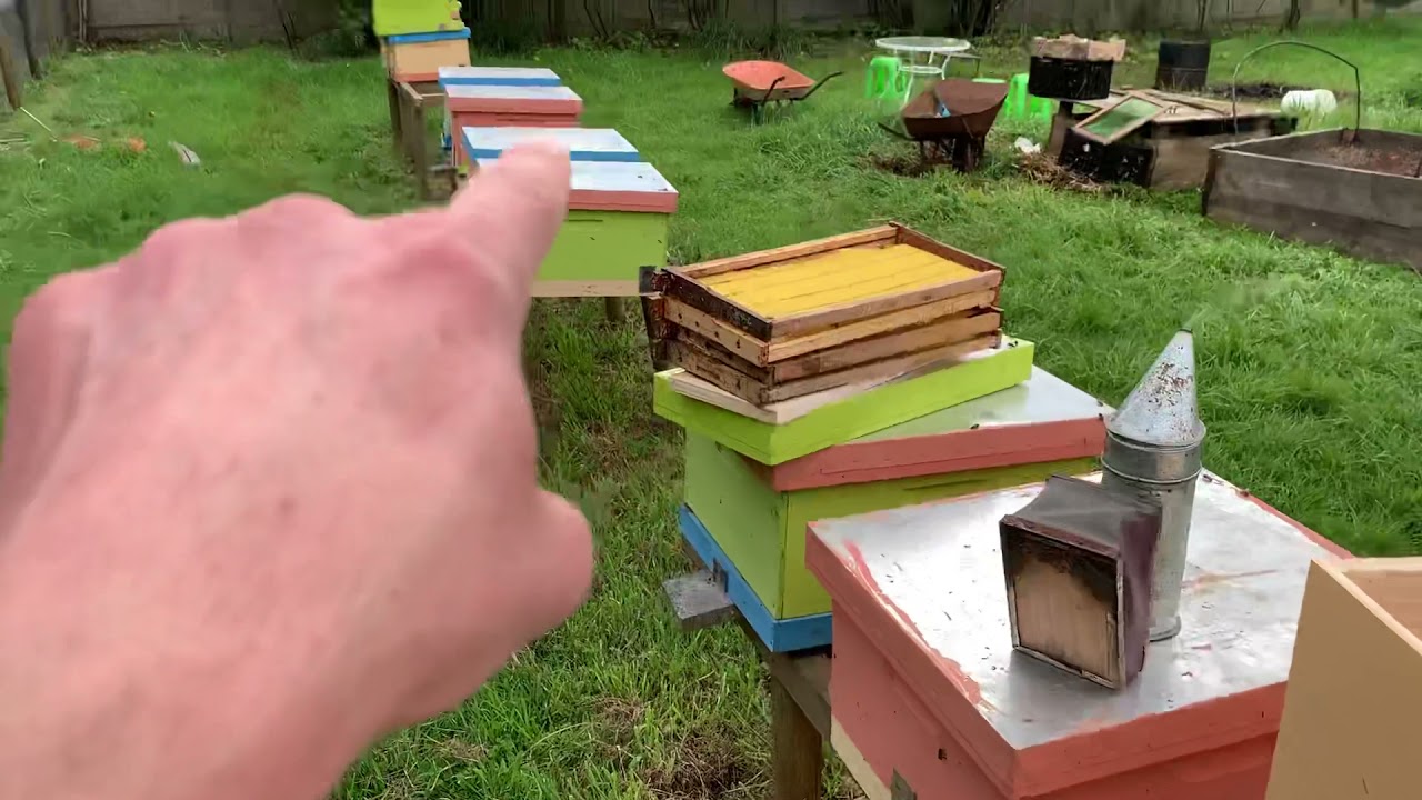 Cómo hacer nuevas familias de abejas. Núcleos de abejas temporada 2021 ...