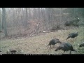 March 18, 2017 Browning FHD PA Trail Cam footage