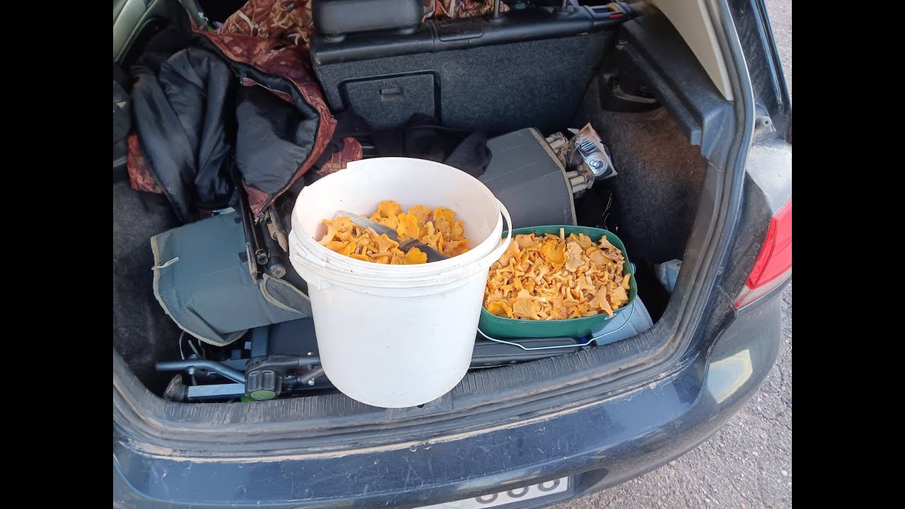 Grybai, grybavimas, arba kiek galima nemokančiam surasti grybų