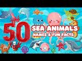 50 Amazing Sea Animals & Fun Facts for Kids 🐠