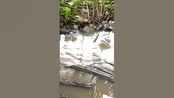 #shorts câu cá lóc bằng vịt