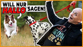 ❌ FEHLER: Unnötige Hundekontakte zulassen! Ein Hundetrainer erklärt by DOGsTV - Online Hundetraining 10,736 views 5 months ago 9 minutes, 47 seconds