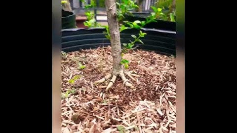 Quy trình tạo tác một một cây bonsai mini trực lắc (dáng bài) cực kỳ chi tiết từng giai đoạn
