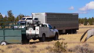 Devil's Garden Wild Horse Release - Truck #1 - 10/3/17