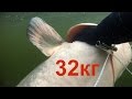 Подводная охота"искал судака,а нашел сома на 32кг"spearfishing for catfish