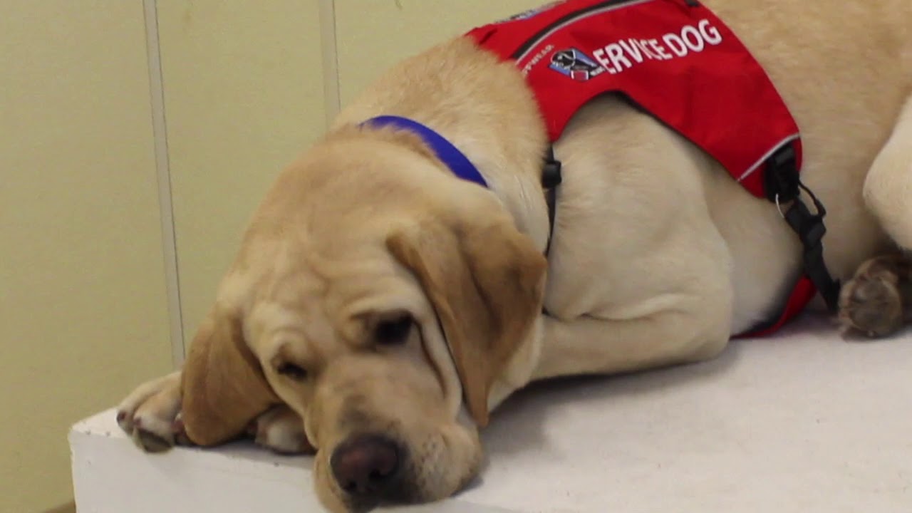 ruffwear service dog vest