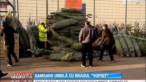 Speculantii îl fură şi pe Moş Crăciun! Bradul de la magazin ajunge  în piaţă de trei ori mai