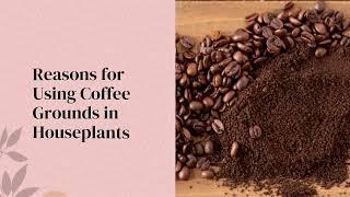 The Ultimate Reasons for Using Coffee Grounds in Houseplants (2021)