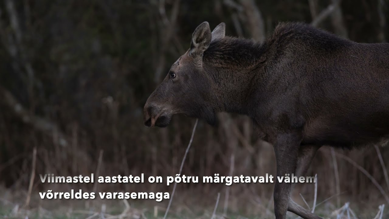 Rivaalid  põdrapullid